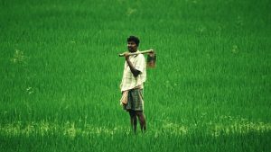 AGRICULTURE IN INDIA: Landmarks, Development & Present Scenario