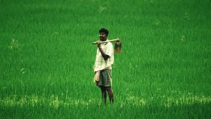 AGRICULTURE IN INDIA: Landmarks, Development & Present Scenario