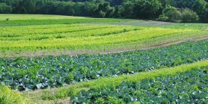 CROP ROTATION- CHOICE & BENEFITS