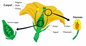 Reproductive organs