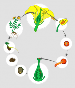 Reproduction in plants