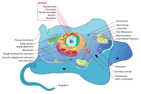 DIFFERENCE BETWEEN PLANT CELL AND ANIMAL CELL