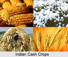 CASH CROPS