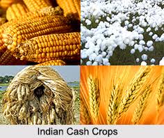 CASH CROPS