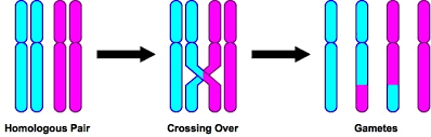 CROSSING OVER- PROCESS & FUNCTION