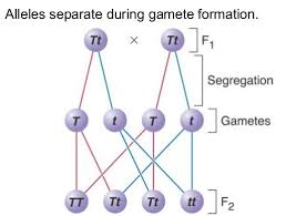 MENDEL'S LAW OF INHERITANCE