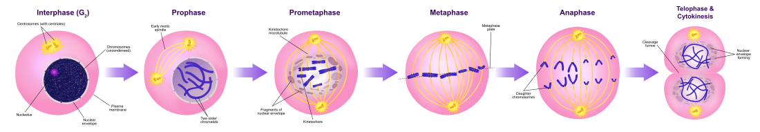 CELL DIVISION- MITOSIS & MEIOSIS