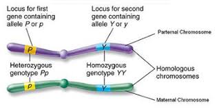 DIFFERENCE BETWEEN GENE AND ALLELE