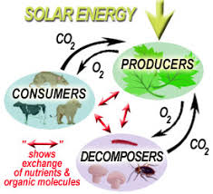 ECOSYSTEM ENERGY FLOW