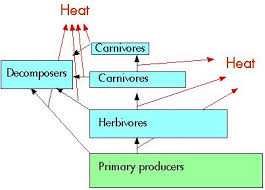 ECOSYSTEM ENERGY FLOW