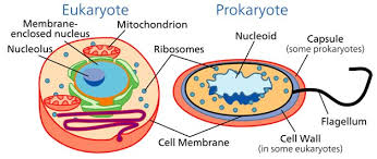DIFFERENCE BETWEEN PROKARYOTIC AND EUKARYOTIC CELLS