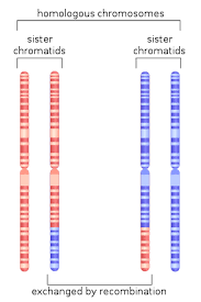 HOMOLOGOUS CHROMOSOMES