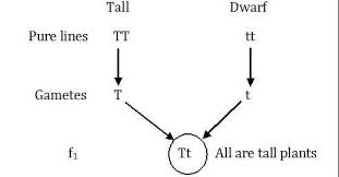 MENDEL'S LAW OF INHERITANCE