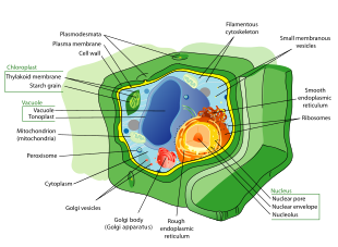 DIFFERENCE BETWEEN PLANT CELL AND ANIMAL CELL
