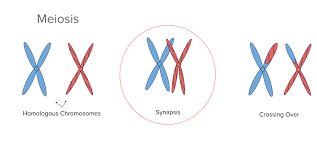 SYNAPSIS MEANING- PROCESS & FUNCTION