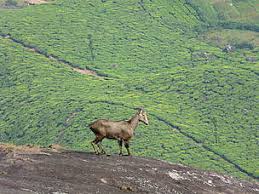 BIODIVERSITY HOTSPOTS IN INDIA