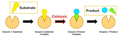 WHAT IS ENZYME