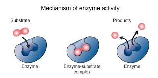 WHAT IS ENZYME