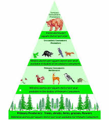 ECOLOGICAL PYRAMID