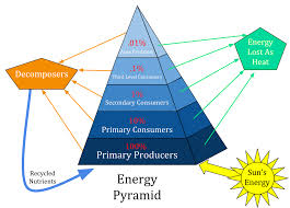 ECOLOGICAL PYRAMID