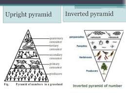 ECOLOGICAL PYRAMID