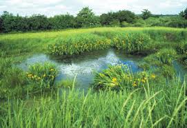 WHAT IS EUTROPHICATION-MECHANISM, CONSEQUENCES & CONTROL
