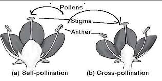 CROSS POLLINATION