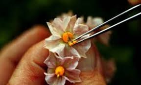 Emasculation Meaning Purpose Methods Agriculture Wale