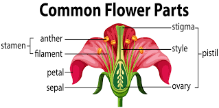 Cross pollination