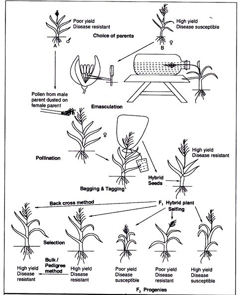 HYBRIDIZATION