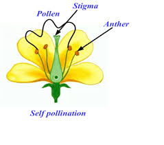 SELF POLLINATION