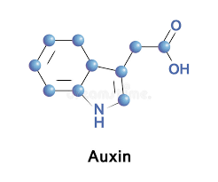 auxin