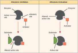 CLASSIFICATION OF ENZYMES