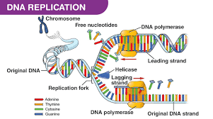 DNA Replication