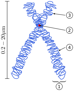 chromosome