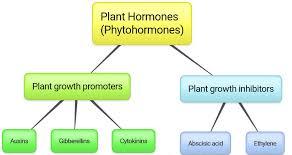 plant hormone
