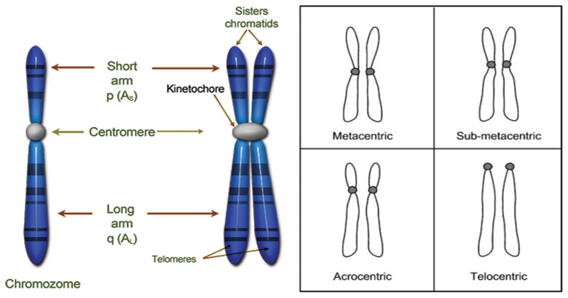 types of chromosome