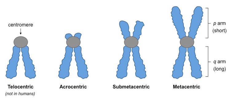 types of chromosome