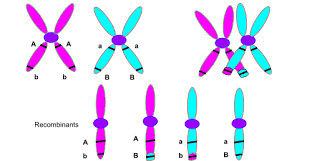 chromosome theory