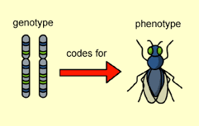 DIFFERENCE BETWEEN PHENOTYPE AND GENOTYPE