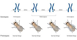 DIFFERENCE BETWEEN PHENOTYPE AND GENOTYPE