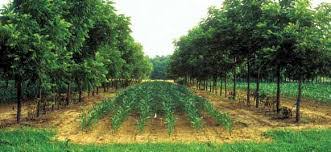 Agroforestry