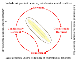 Seed Dormancy