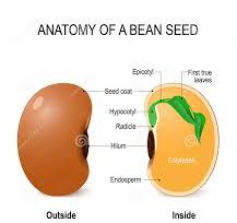 Seed Types