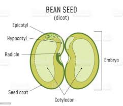 Seed Types