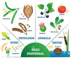 Seed Dispersal