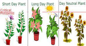 Photoperiodism & Vernalization