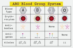 Multiple Alleles