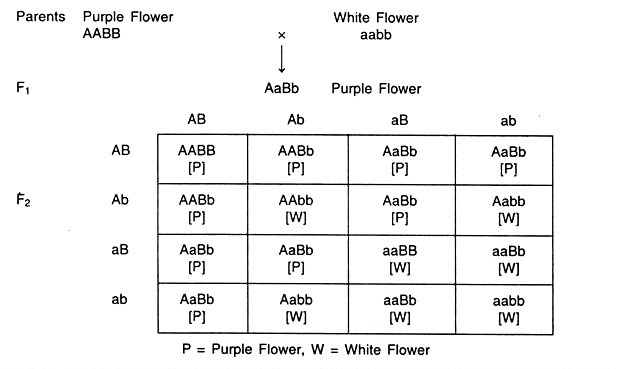 Duplicate Recessive Epsitasis