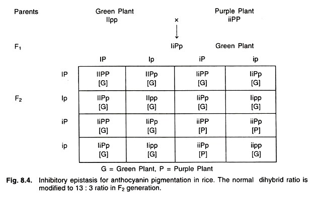 Dominant (Inhibitory) Epistasis